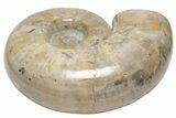 Polished Ammonite (Argonauticeras) Fossil - Madagascar #210389-2